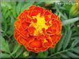 red marigold flower