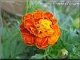 marigold flower