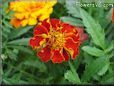 red marigold flower