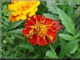 marigold flower