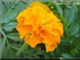 orange marigold flower