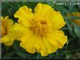 yellow marigold