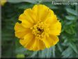 yellow marigold