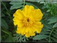 yellow marigold