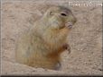 prairie dog