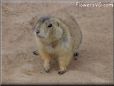 prairie dog