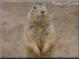 prairie dog