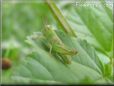 young green grasshopper