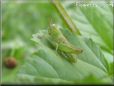 young green grasshopper