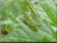 young green grasshopper