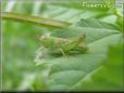 young green grasshopper