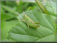 young green grasshopper