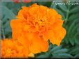 orange marigold flower