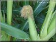 corn husk