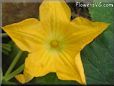 pumpkin blossom flower