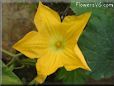 pumpkin blossom flower