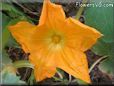 pumpkin blossom flower