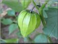 tomatillo