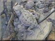 young horned lizard