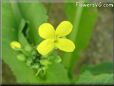 spinach flower