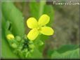 spinach flower blossom pictures