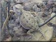 young horned lizard