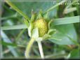 green strawberry