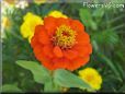  zinnia flower pictures