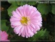 pink aster flower
