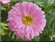 pink aster pictures