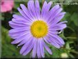 blue daisy flower picture