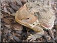 horned lizard