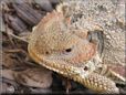 horned lizard