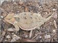 horned lizard