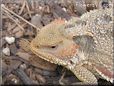 horned lizard