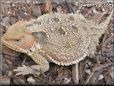 horned lizard