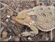 horned lizard