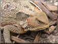 horned lizard