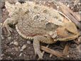 horned lizard