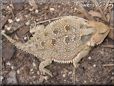 horned lizard