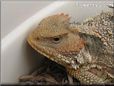 horned lizard