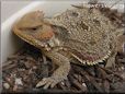 horned lizard