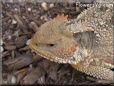 horned lizard