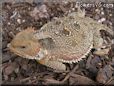 horned lizard