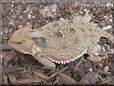 horned lizard