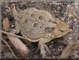 horned lizard