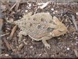 horned lizard