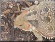 horned lizard