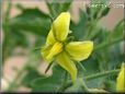 tomato flower