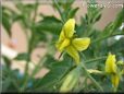 tomato flower